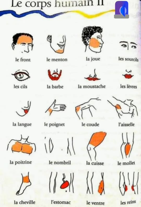 Body parts in French: why this video has nothing to do with peptides