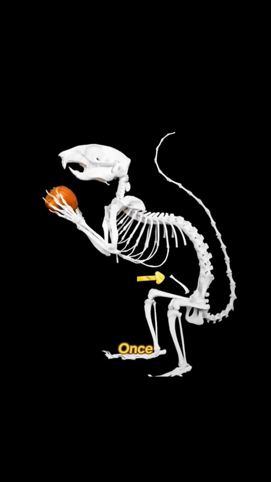 Did humans really 'lose' biological functions through evolution?