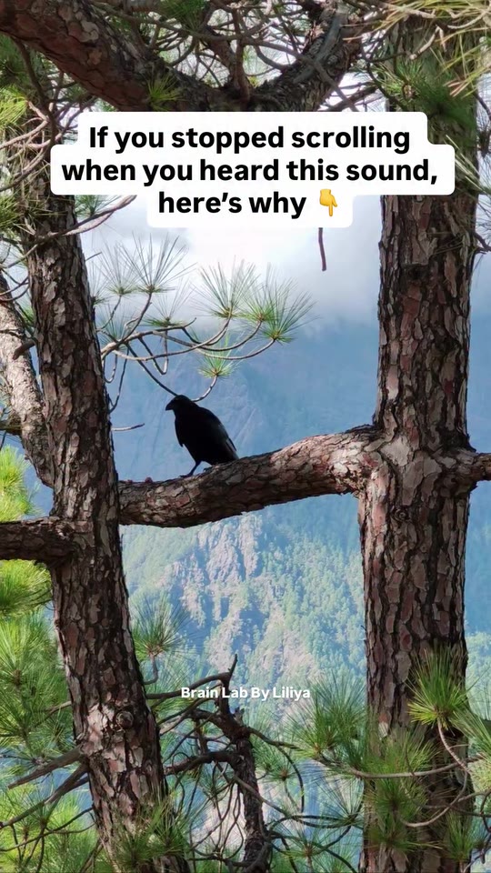 @brainlabbyliliya's bird sounds stress claims, fact-checked