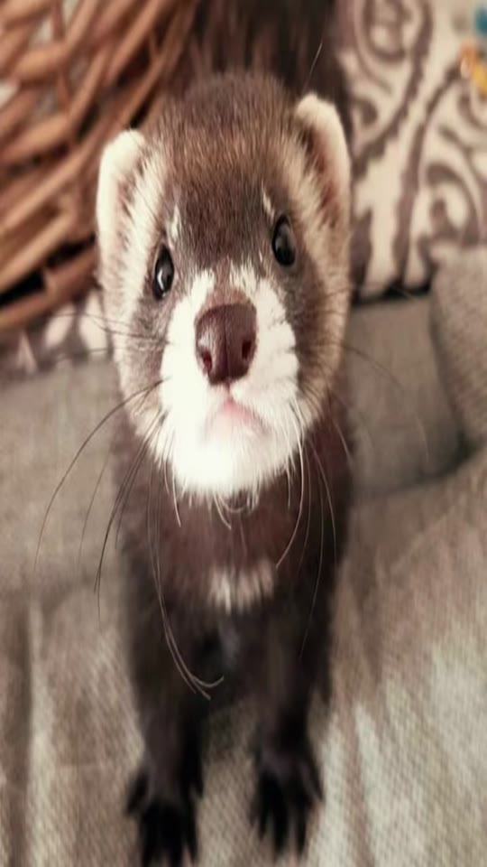 TRT and ferret content: what the category mismatch tells us