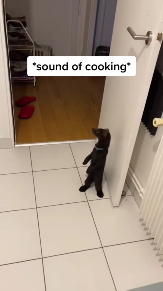 TRT on TikTok: separating ferret videos from hormone facts